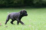 CANE CORSO 1225